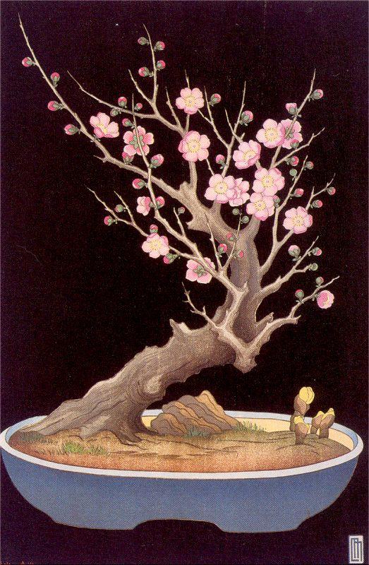Miller, Lilian May Japanese Dwarf Plum Tree